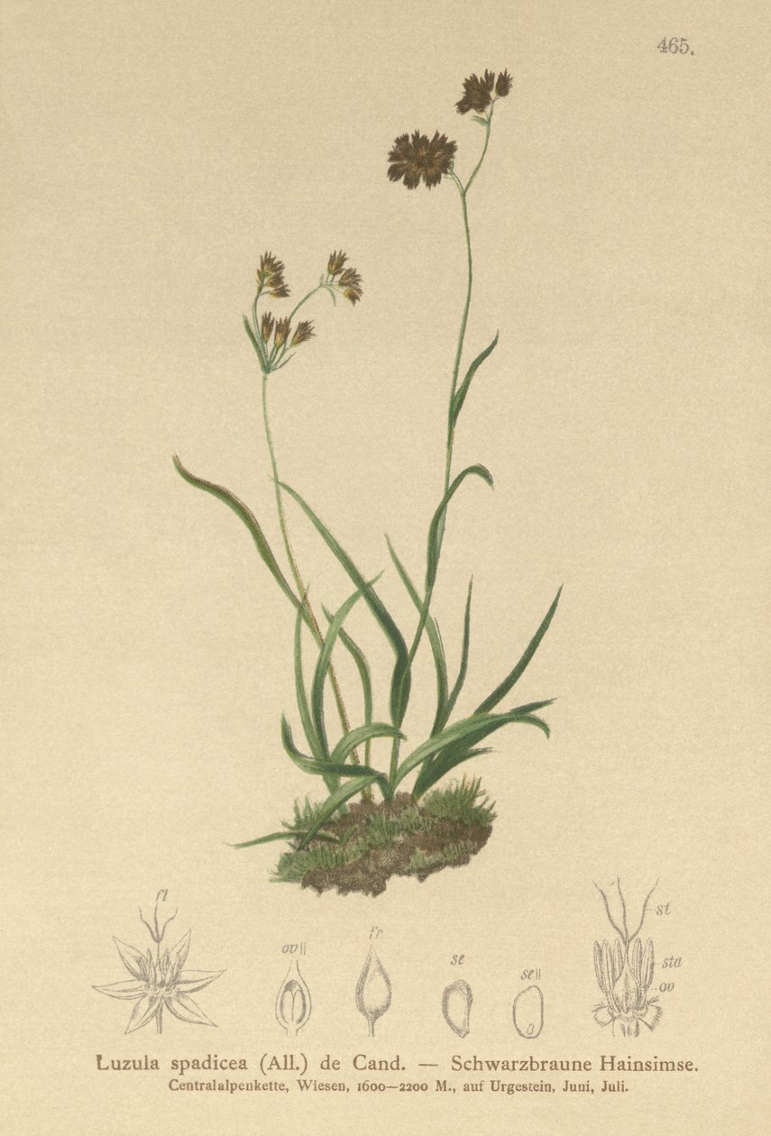 Alpint vedrush (Luzula alpinopilosa, Luzula spadicea) av German School