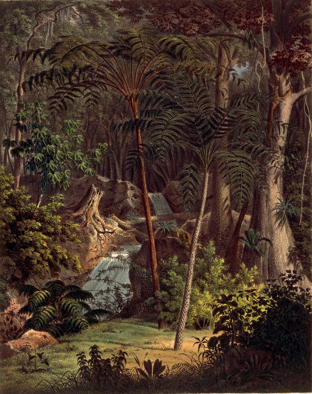 Amazonas regnskog, bord XXVII fra 'Plantarum Cryptogamicarum Brasiliensium' av Johann Baptist Von Spix og Carl Friedrich Von Martius av German School