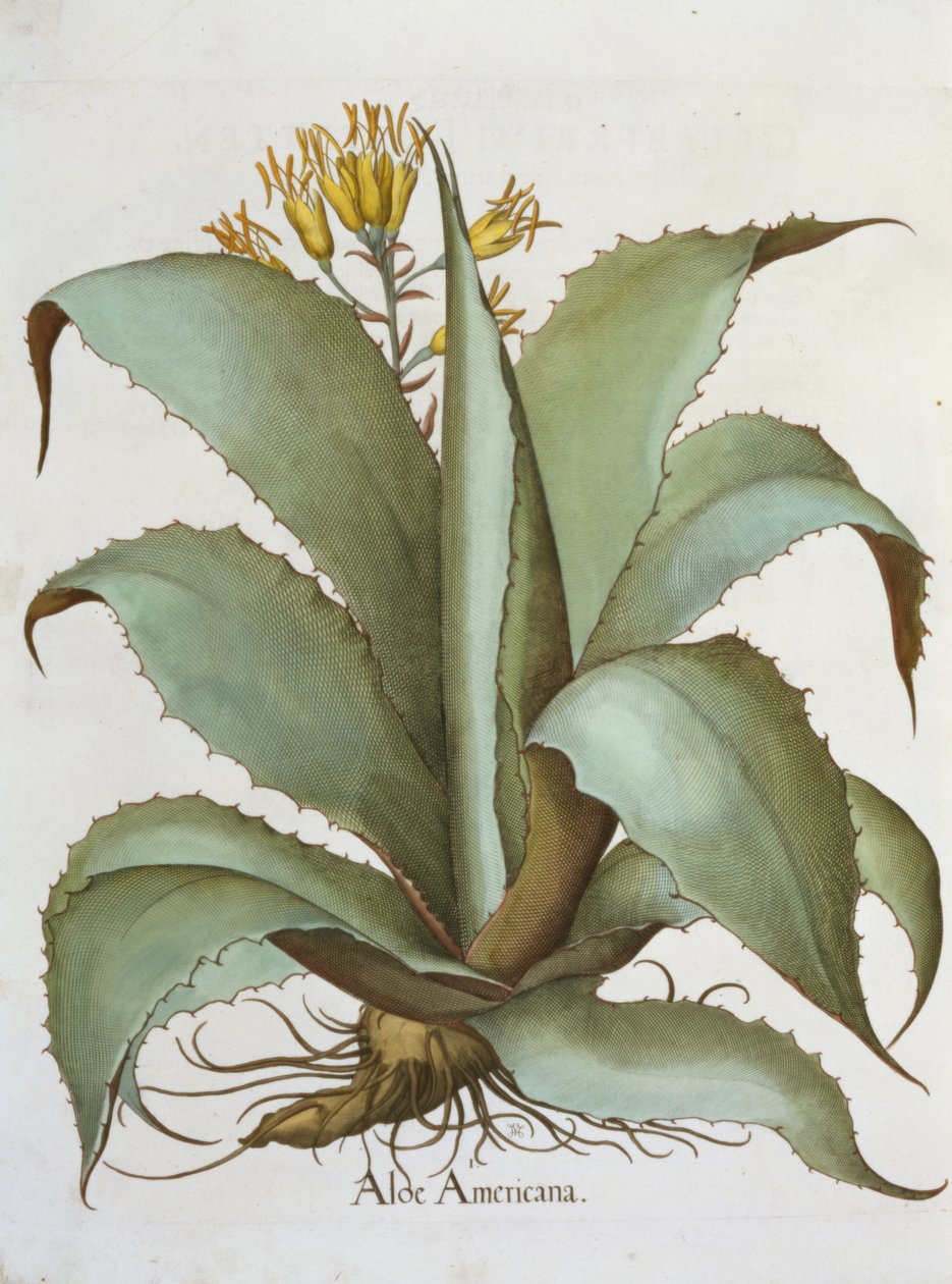 American Aloe: Aloe Americana, fra Hortus Eystettensis av Basil Besler (1561-1629), pub. 1613 av German School