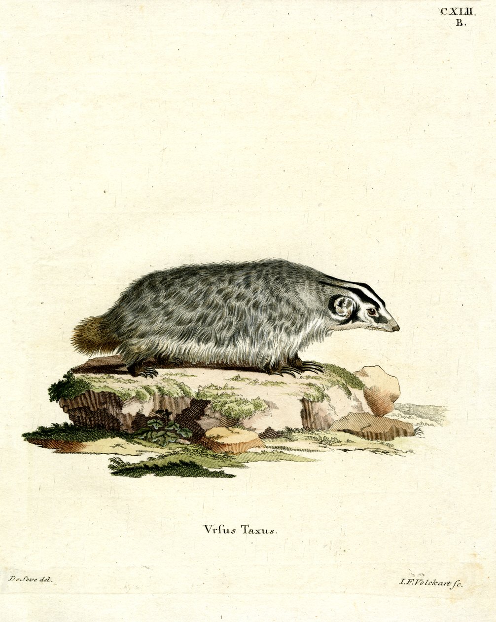 American Badger (farget gravering) av German School