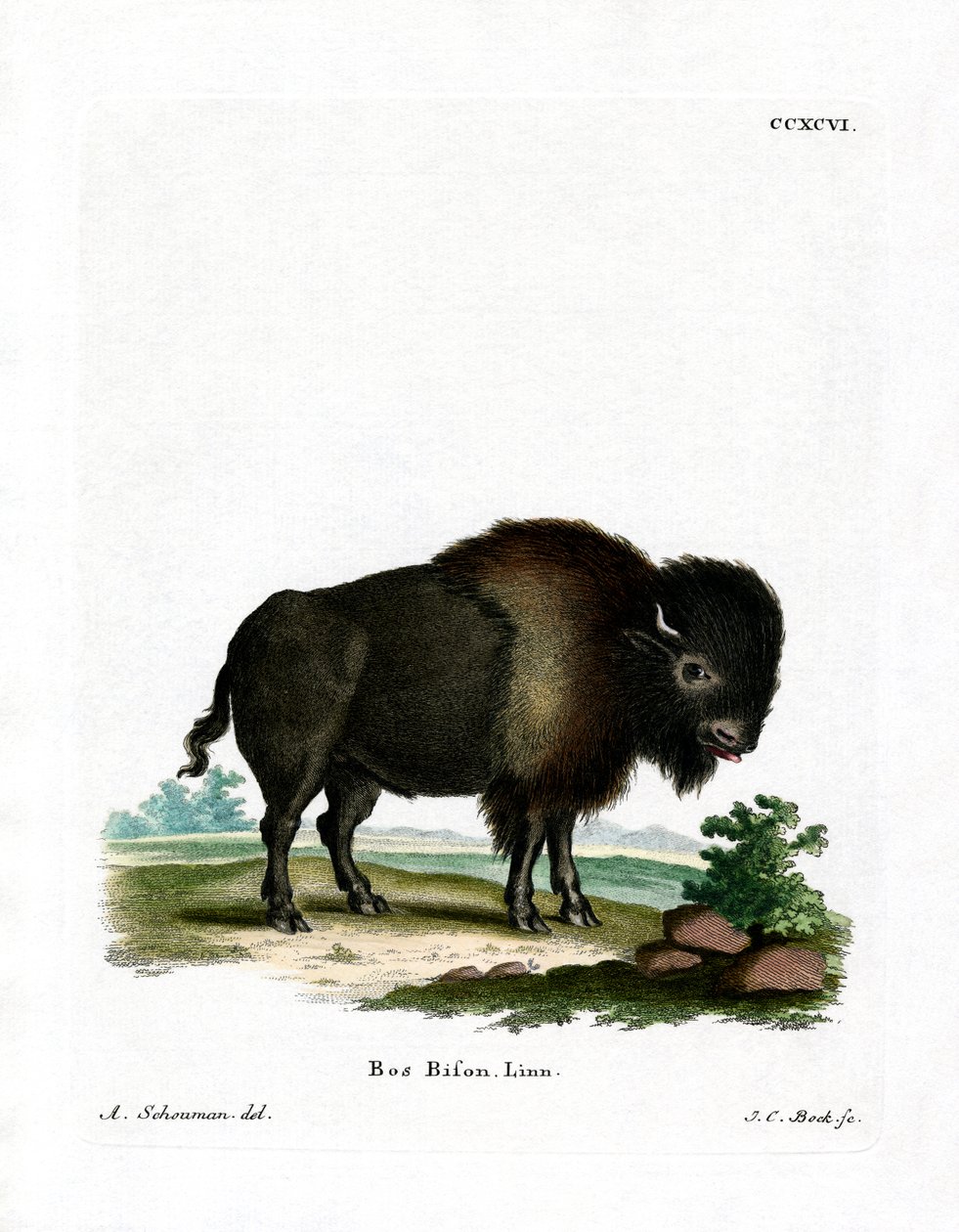 American Bison (farget gravering) av German School