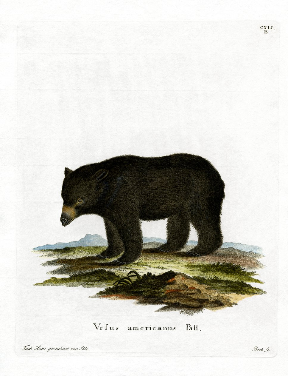 American Black Bear (farget gravering) av German School