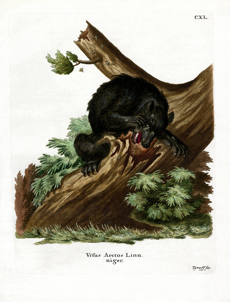 American Black Bear (farget gravering) av German School