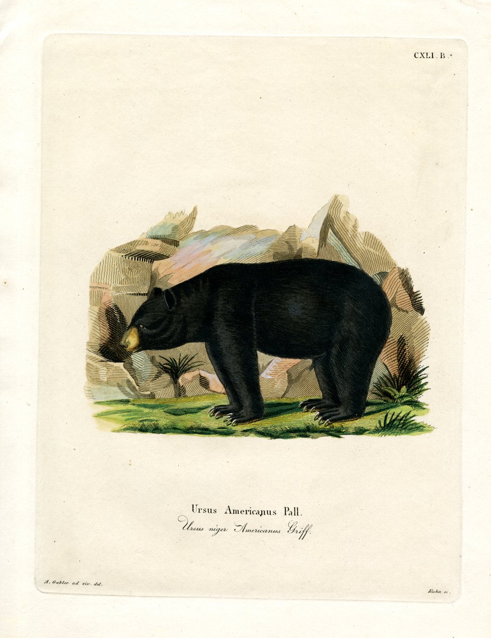 American Black Bear (farget gravering) av German School