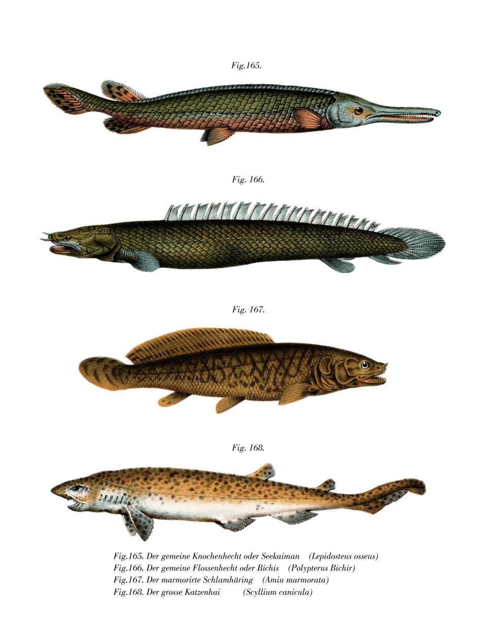 Amerikansk ferskvannsgarpike (farge litho) av German School