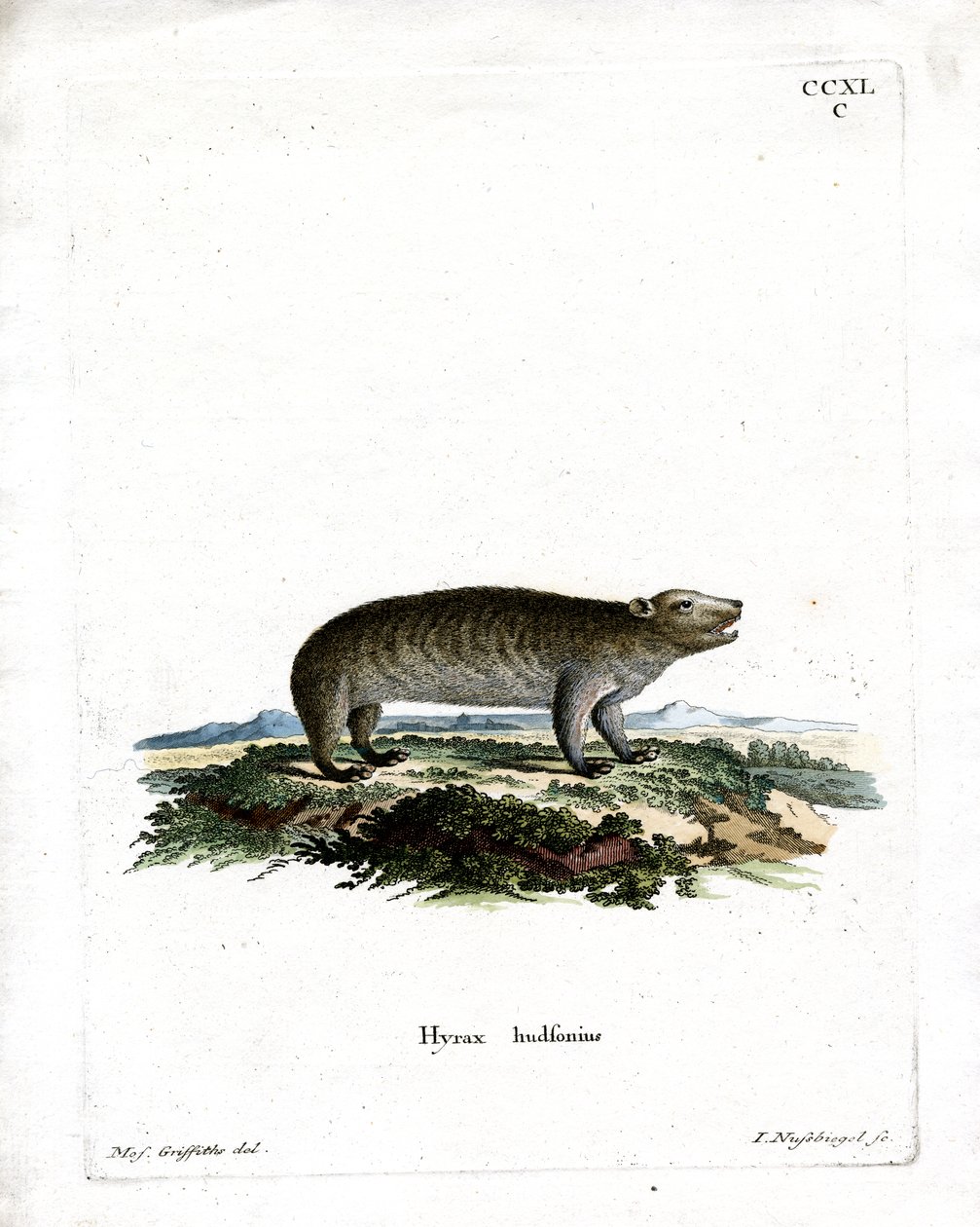 American Hyrax (farget gravering) av German School