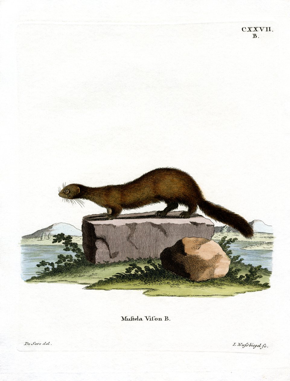American Mink (farget gravering) av German School