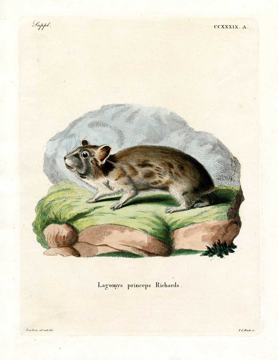 American Pika (farget gravering) av German School