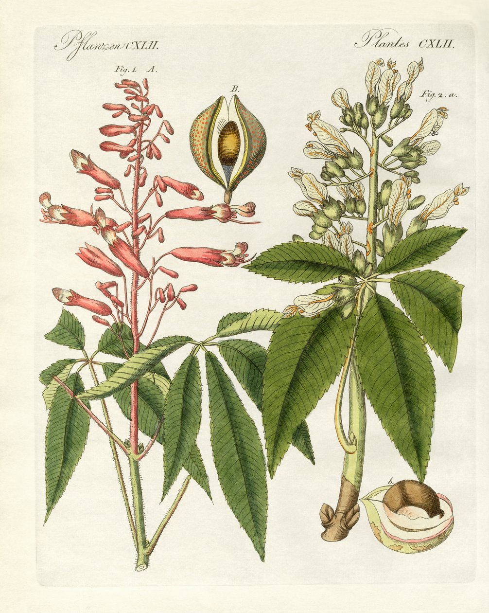 Amerikanske typer buckeyes (farget gravering) av German School