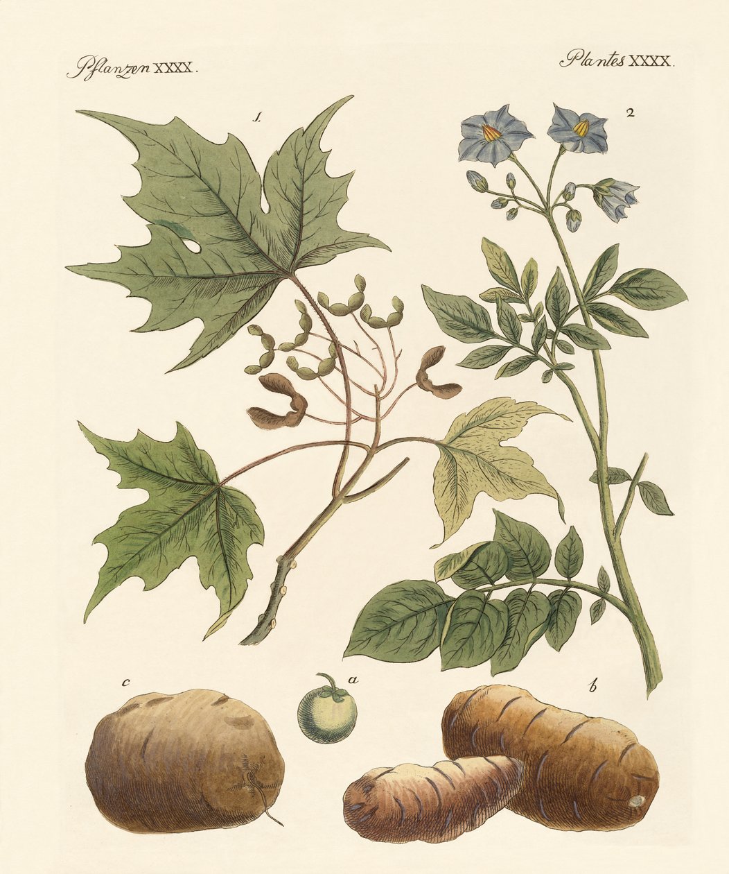amerikanske planter av German School