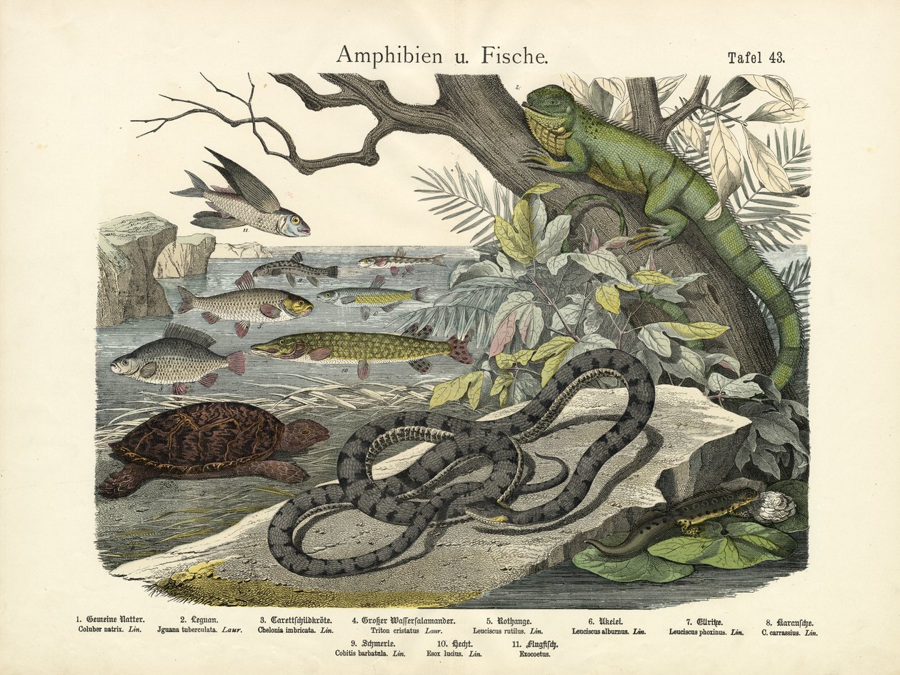 Amfibier og fisker, ca. 1860 av German School