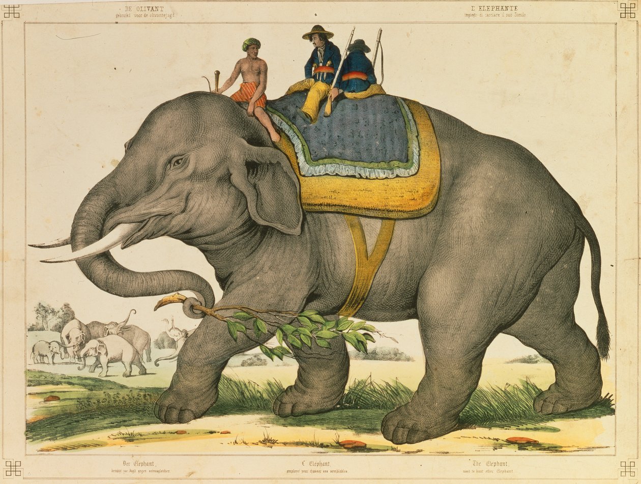 En elefant pleide å jakte på sitt eget, billedlige broadsheet utgitt av Joseph Scholz, Mainz, ca. 1860 av German School