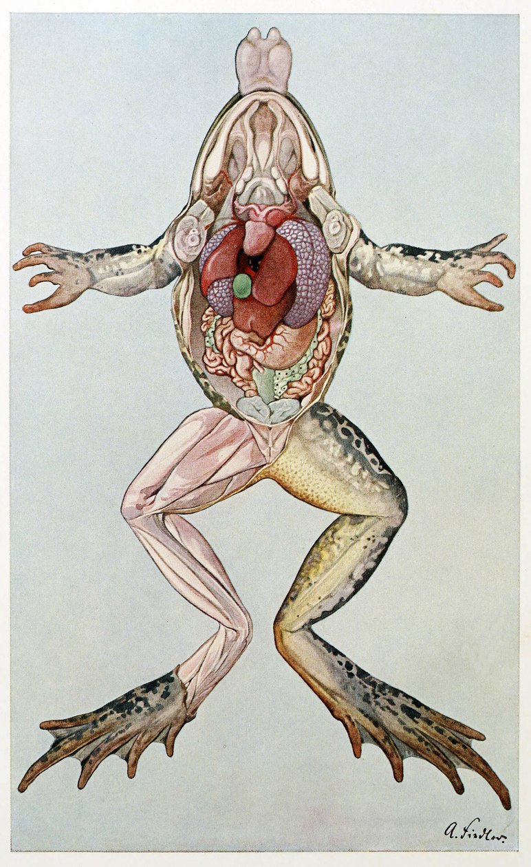 Anatomisk tverrsnitt av en hunnfrosk, fra Brehms Tierleben, pub. 1860-tallet (litho i farger) av German School