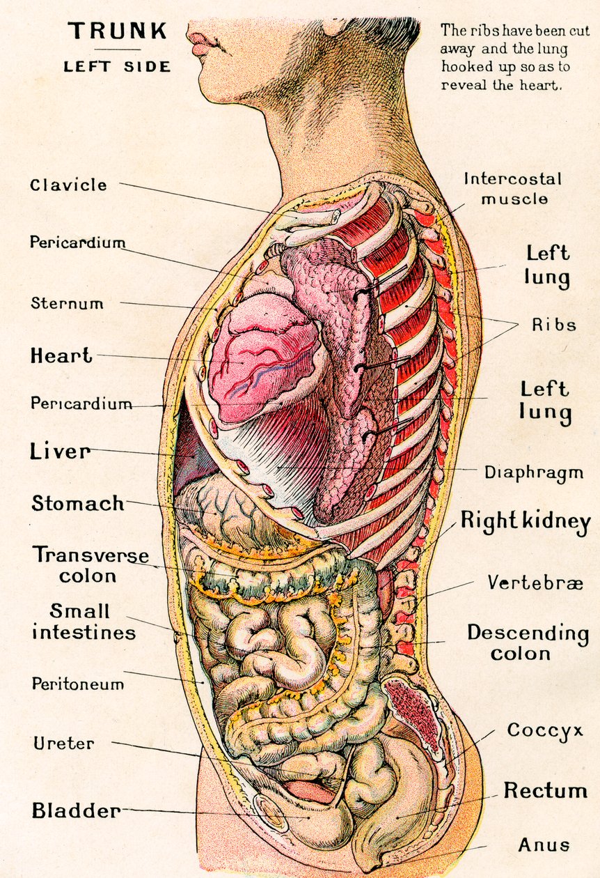 Anatomisk syn på menneskekroppen av German School
