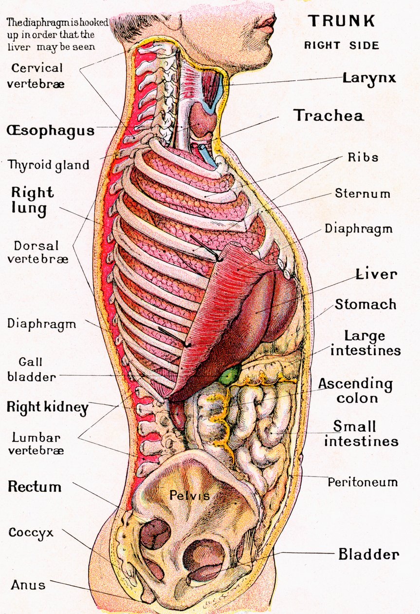 Anatomisk syn på menneskekroppen av German School