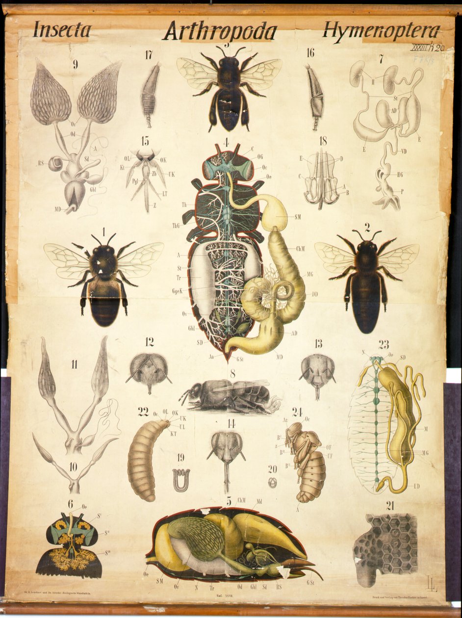Anatomy of the Apis, nr. XXVII, Leuckarts zoologiske veggkart, 1877-98 av German School