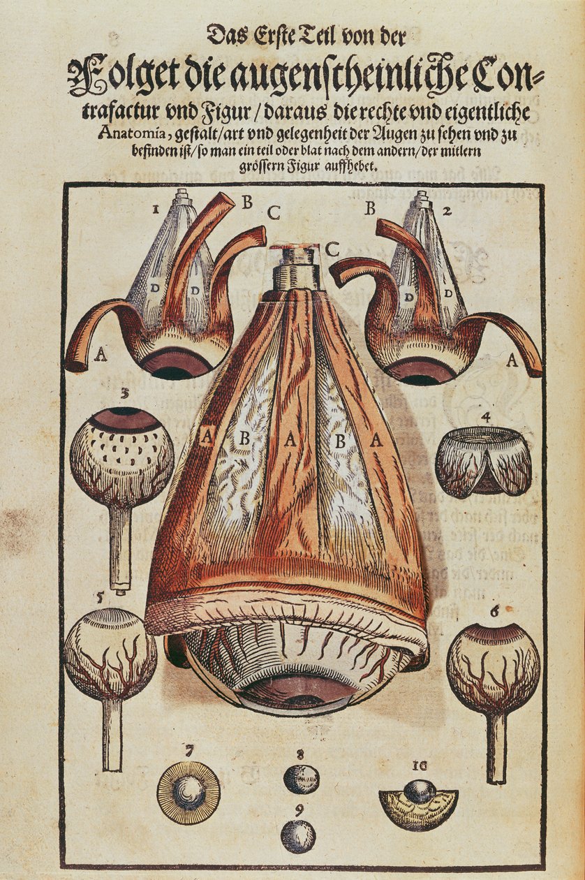 Anatomy of the eye, fra Ophthalmodouleia av Georg Bartisch (1535-1636) utgitt i Dresden i 1583 (farget treblokktrykk) (se også 236712) av German School