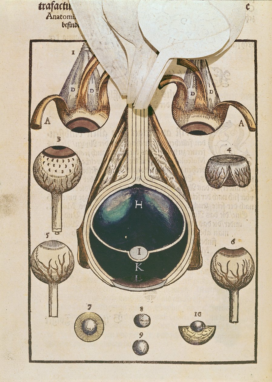 Anatomy of the eye, fra Ophthalmodouleia av Georg Bartisch (1535-1636) utgitt i Dresden i 1583 (farget treblokktrykk) (se også 236711) av German School