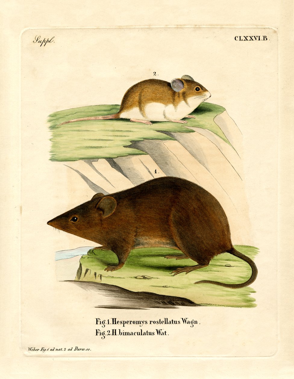 Andean Versper Mouse (farget gravering) av German School