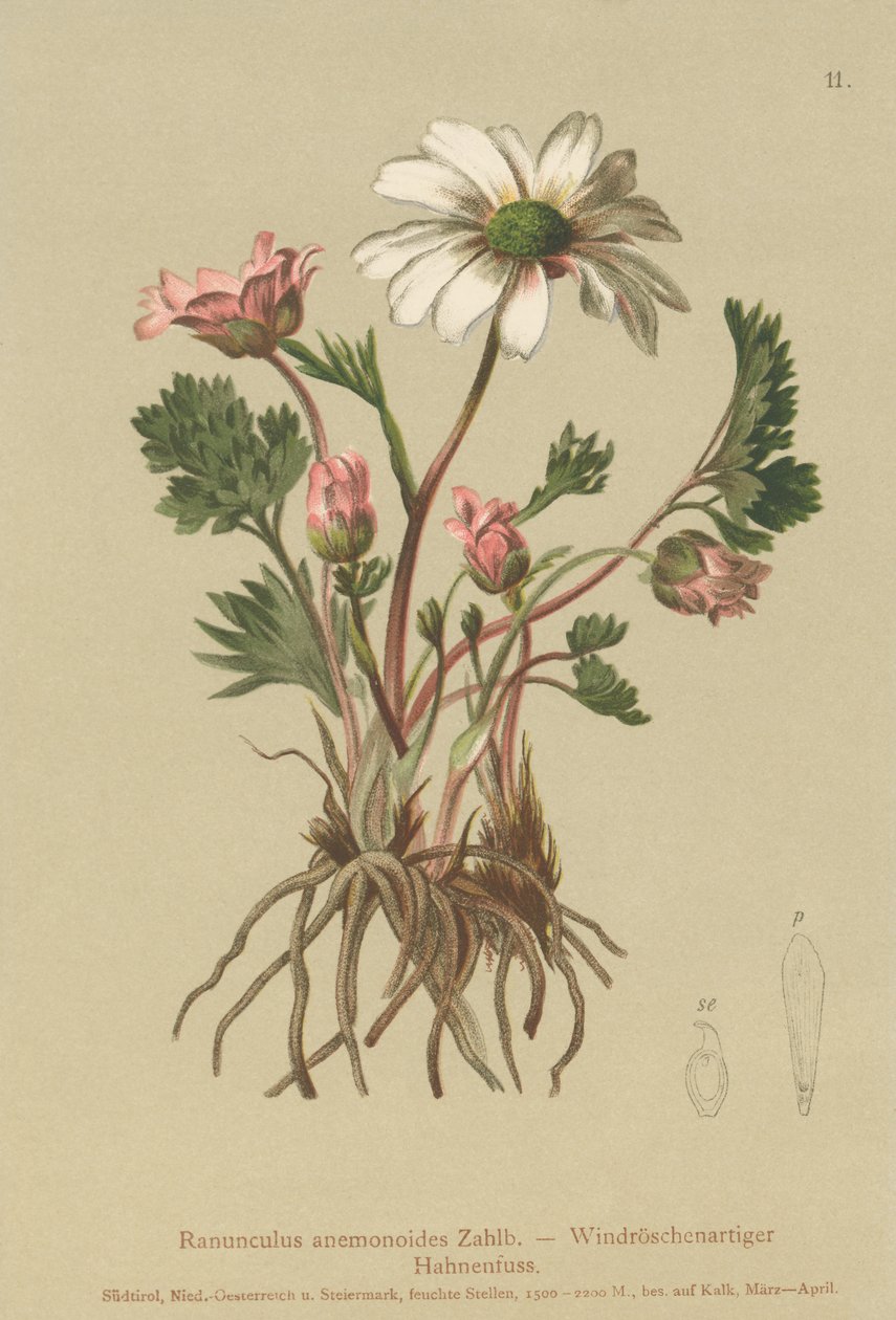 Anemone-lignende kråkefot (Ranunculus anemonoides, Callianthemum anemonoides) av German School