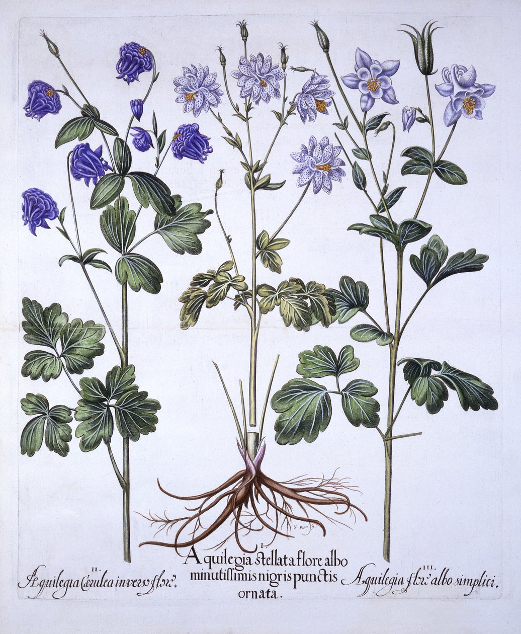 Aquilegia, fra Hortus Eystettensis, av Basil Besler (1561-1629), pub. 1613 (håndfarget gravering) av German School