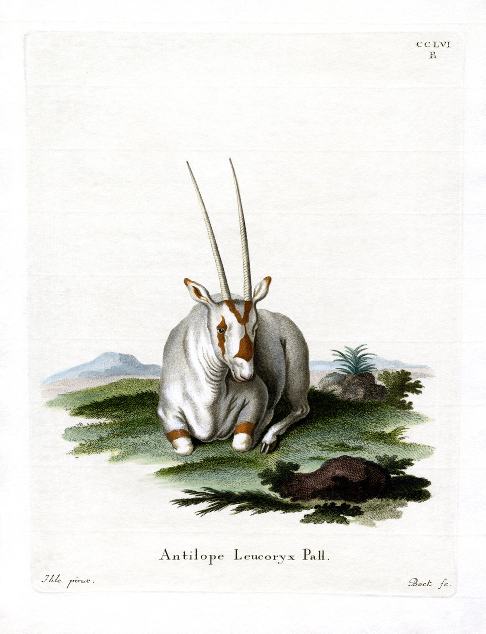 Arabian Oryx (farget gravering) av German School