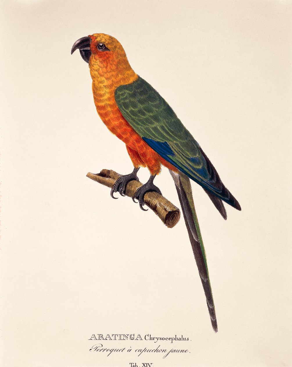 Aratinga Chrysocephalus, tabell XIV fra 'Bird Species New to Brazil' av Johann Baptist Von Spix og Carl Friedrich Von Martius av German School