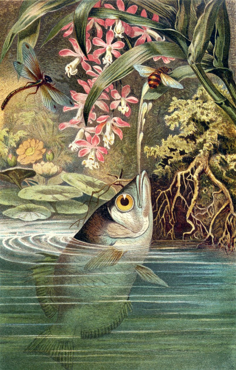 Archerfish, plate fra Brehms Animal Life: General Knowledge of the Animal Kingdom, vol.8, s.49, utgitt av Bibliographic Institute, 1892 av German School