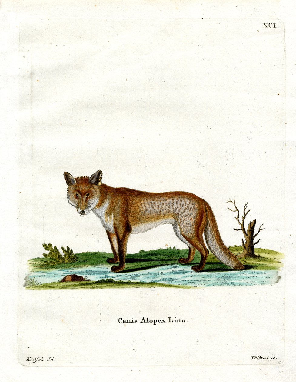 Arctic Fox (farget gravering) av German School