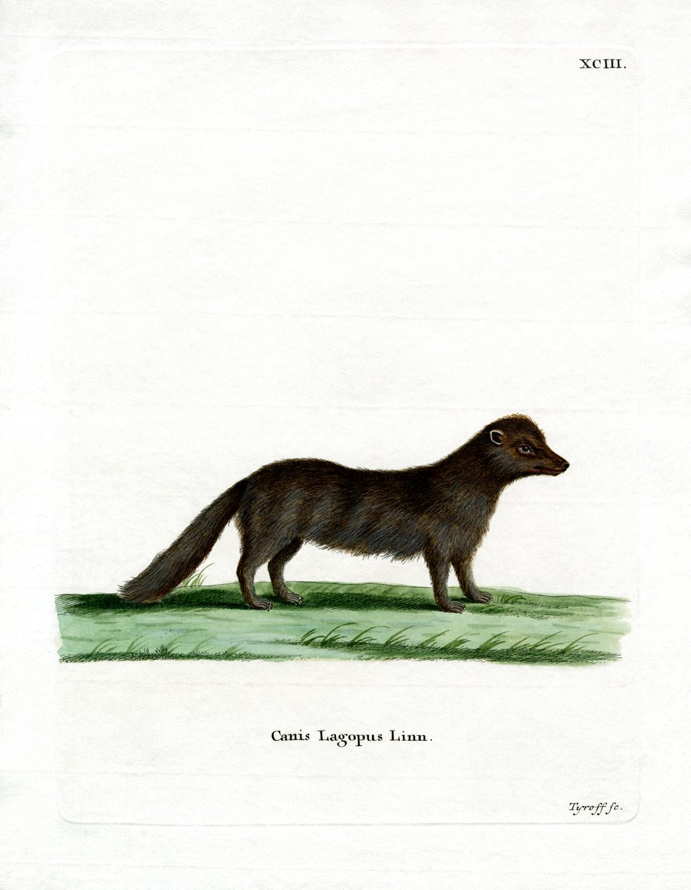 Arctic Fox (farget gravering) av German School