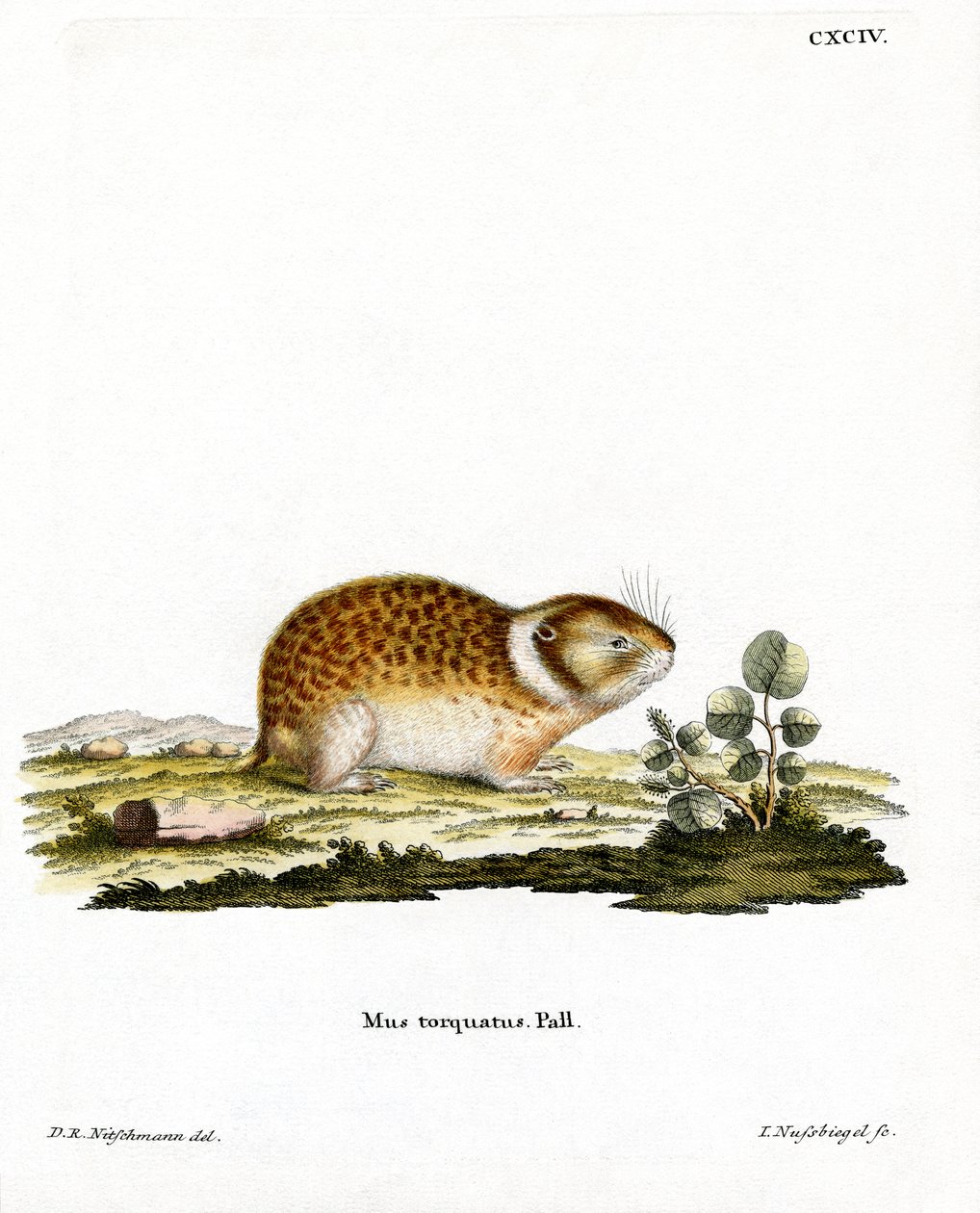 Arctic Lemming (farget gravering) av German School