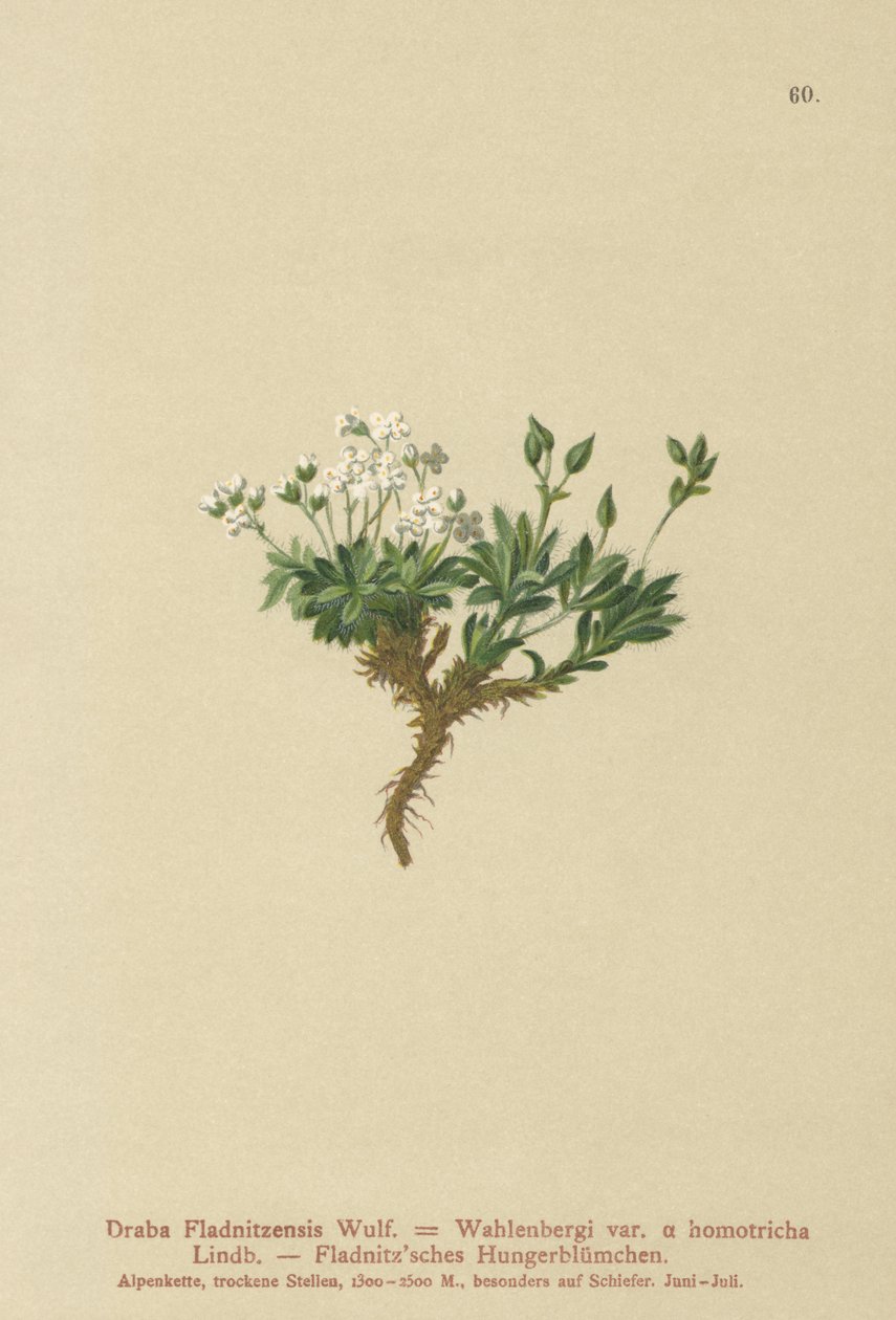 Arktisk draba (Draba Fladnitzensis, Draba altaica, Draba Wahlenbergi) av German School