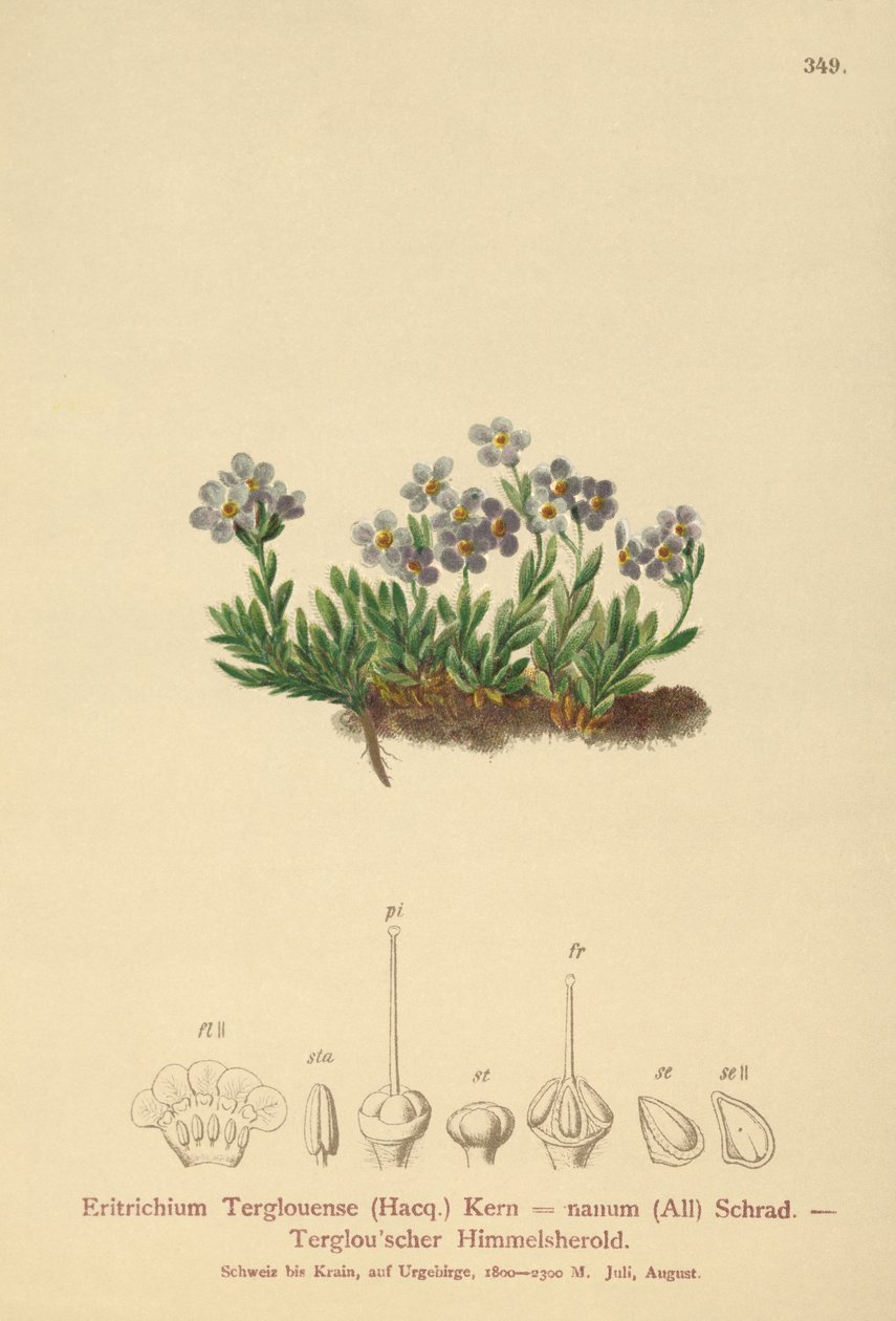 Arktisk forglemmigei (Eritrichium nanum, Eritrichium Terglouense) av German School