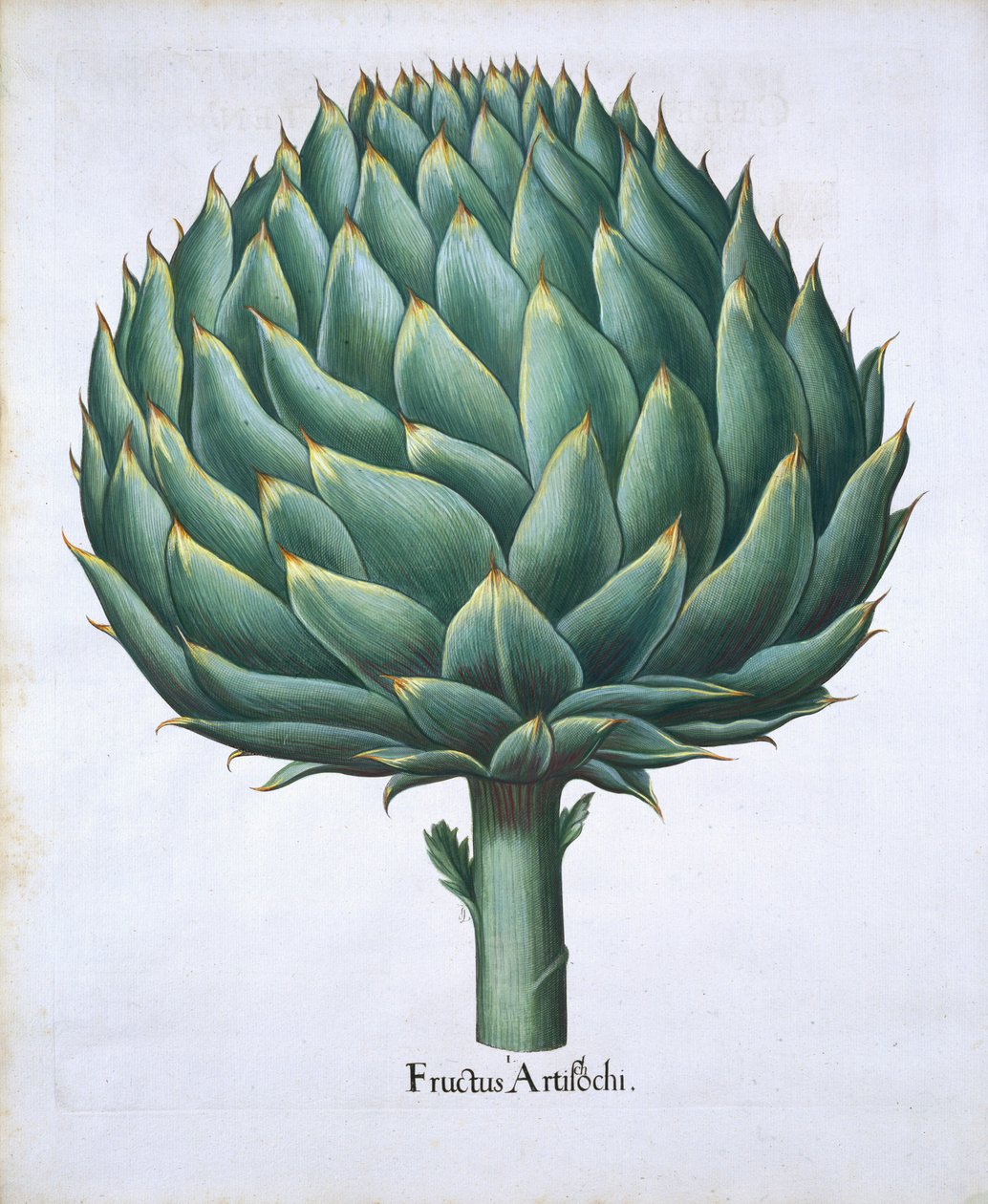 Artisjokk fra Hortus Eystettensis av Basil Besler (1561-1629) pub. 1613 (håndfarget gravering) av German School