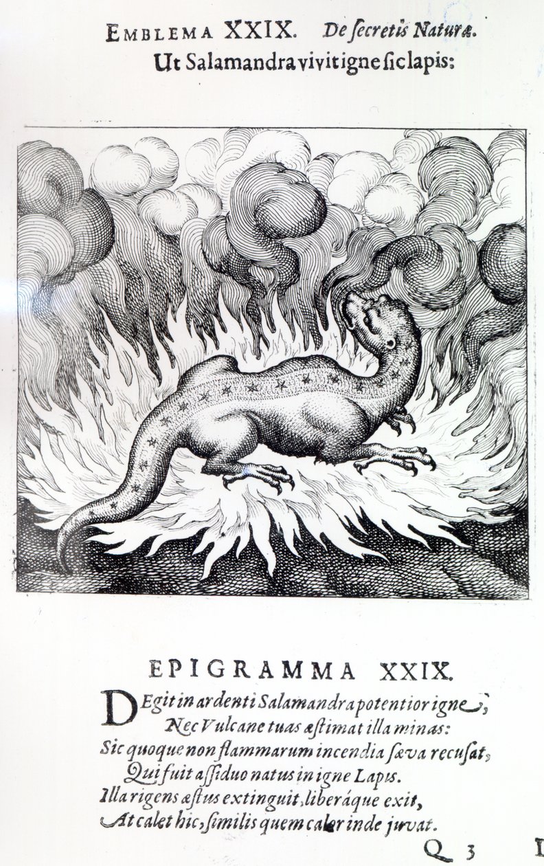 Som Salamanderen lever i ild, slik også Steinen, Emblem XXIX fra Atalanta fugiens av Michael Maier, 1617 av German School
