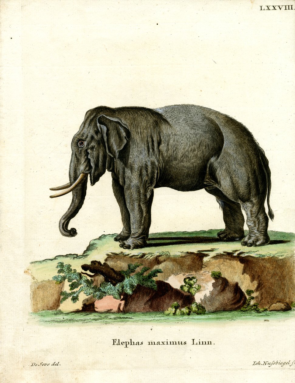 Asiatisk elefant (farget gravering) av German School