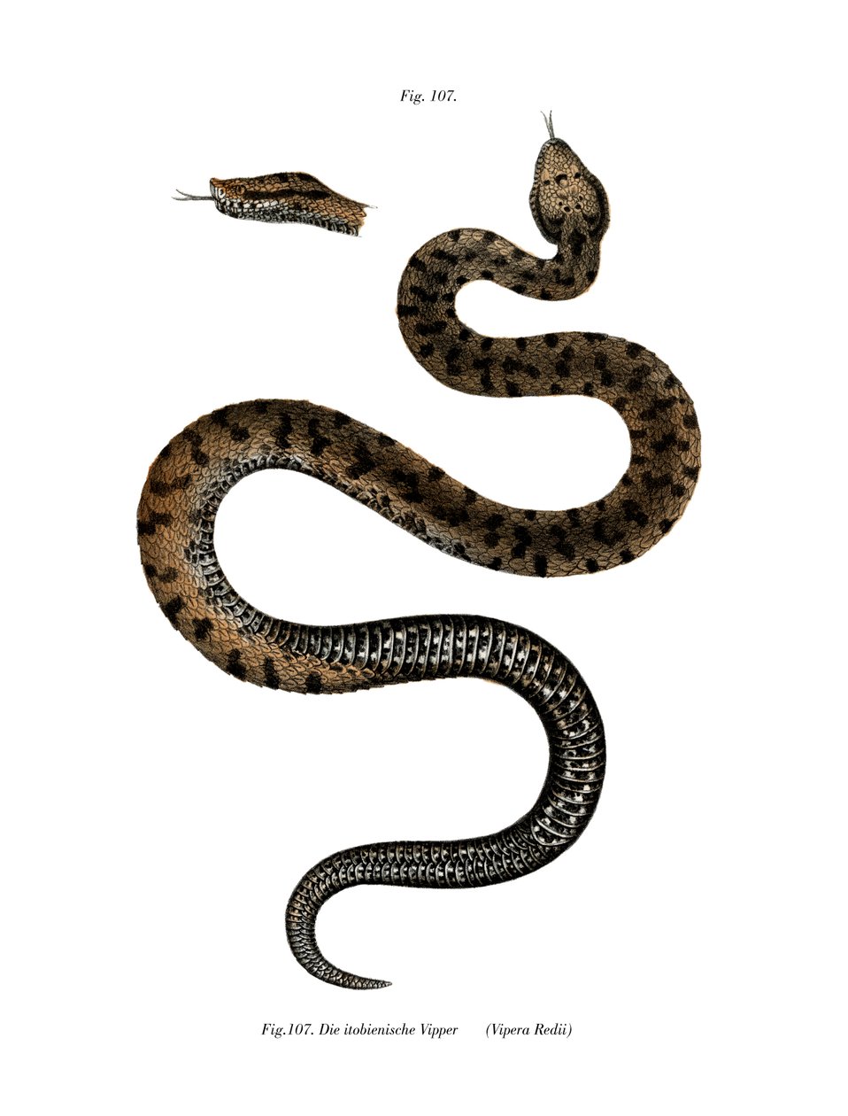 Asp Viper (farge litho) av German School