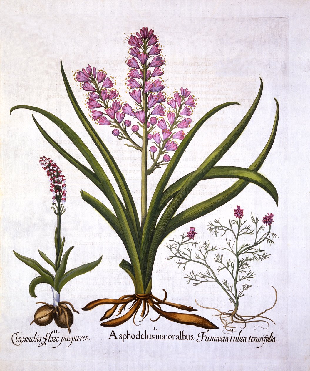 Asphodel, Burnt Orchid og Fumaria Spicata, fra Hortus Eystettensis, av Basil Besler (1561-1629), pub. 1613 (håndfarget gravering) av German School