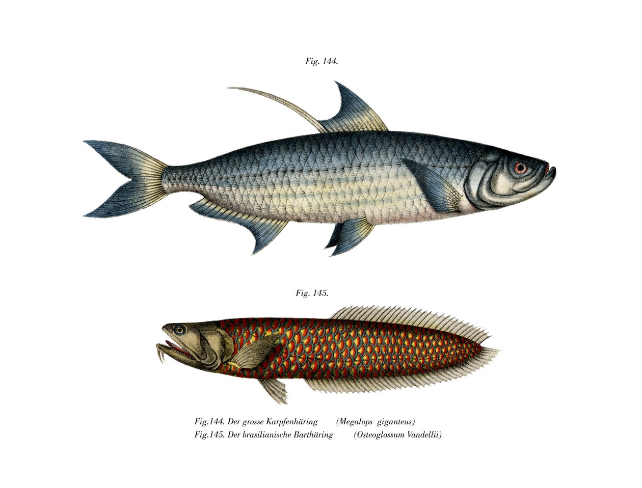 Atlantic Tarpon (farge litho) av German School