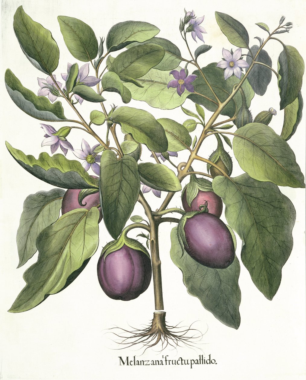 Aubergine: Melanzana blek frukt, fra Hortus Eystettensis av Basil Besler (1561-1629), pub. 1613 av German School
