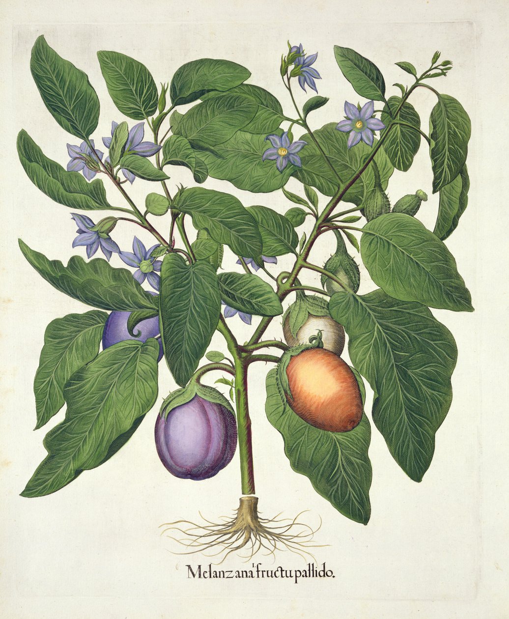 Aubergine: Melanzana fructu pallido, fra Hortus Eystettensis av Basil Besler (1561-1629), pub. 1613 (håndfarget gravering) av German School