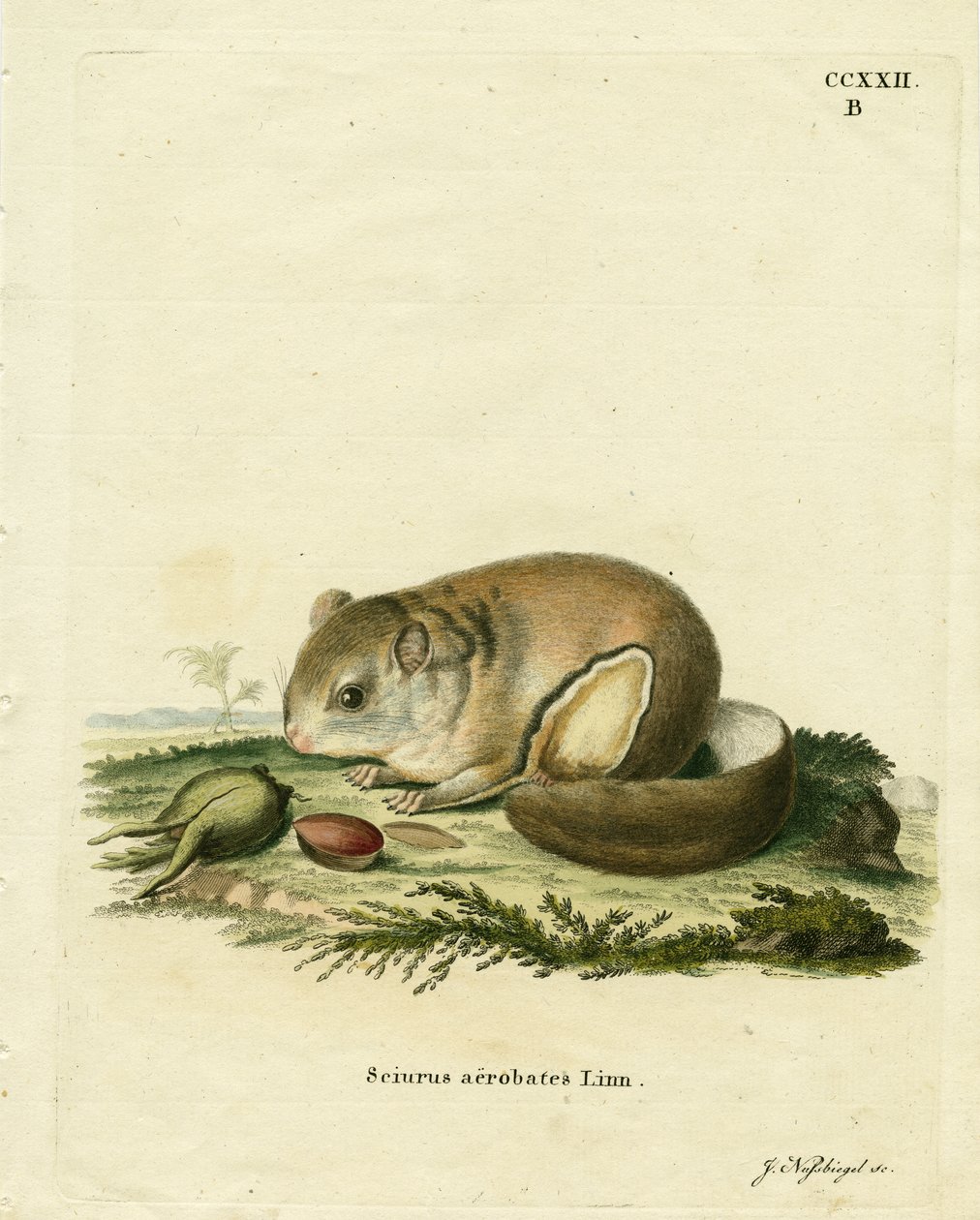 Australian Pygmy Flying Phalanger (farget gravering) av German School