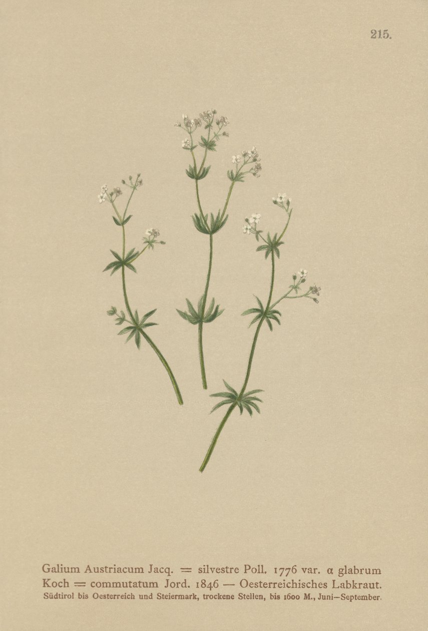 Østerriksk sengehalm ( Galium Austriacum , Galium wild ( var. glabrum ) Galium av German School