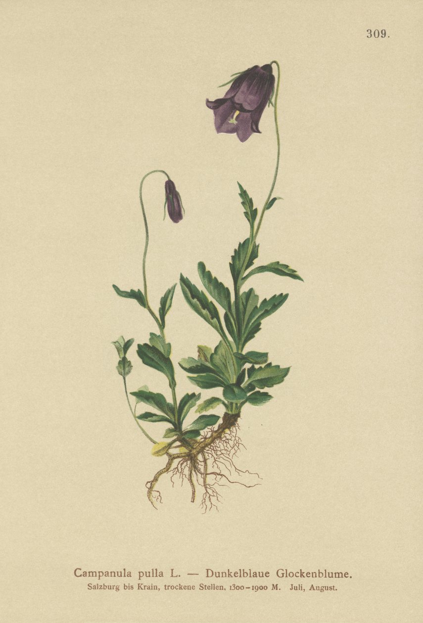 Østerriksk klokkeblomst (Campanula pulla) av German School