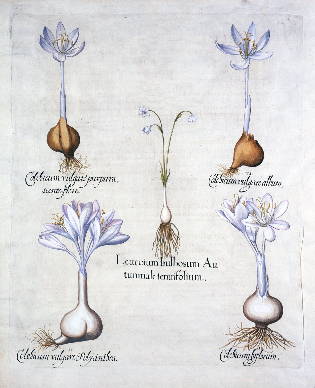 Autumn Snowflake and Meadow Saffrons, fra Hortus Eystettensis, av Basil Besler (1561-1629), pub. 1613 (håndfarget gravering) av German School