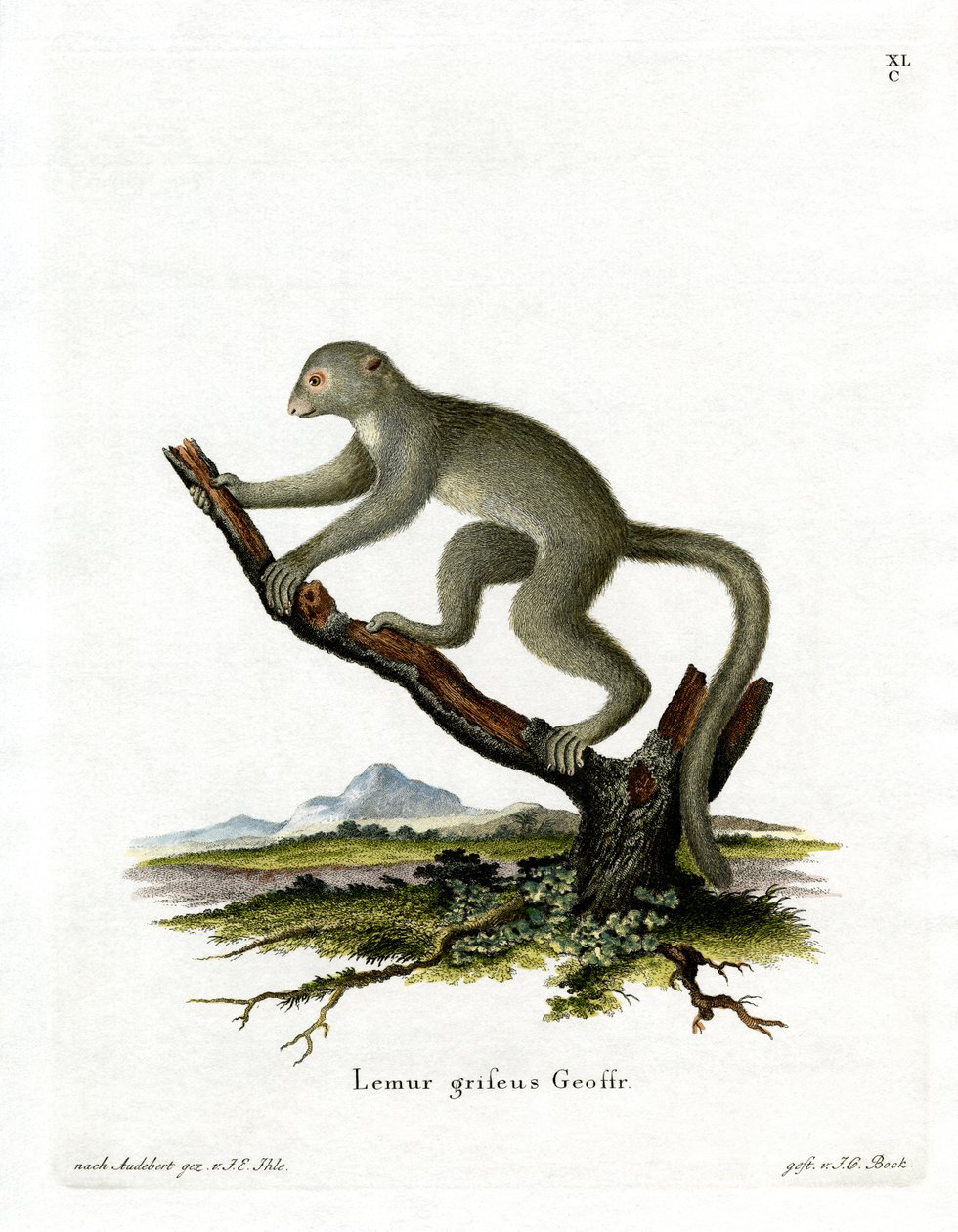 Bambus Lemur (farget gravering) av German School