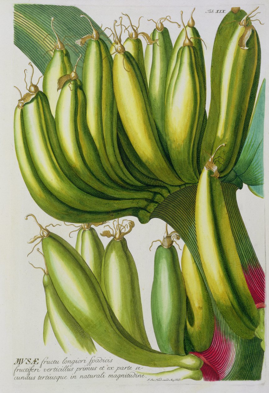 Banan, gravert av Johann Jakob Haid (1704-67) plate 19 fra en botanisk bok, pub. av Augustus Vind av German School