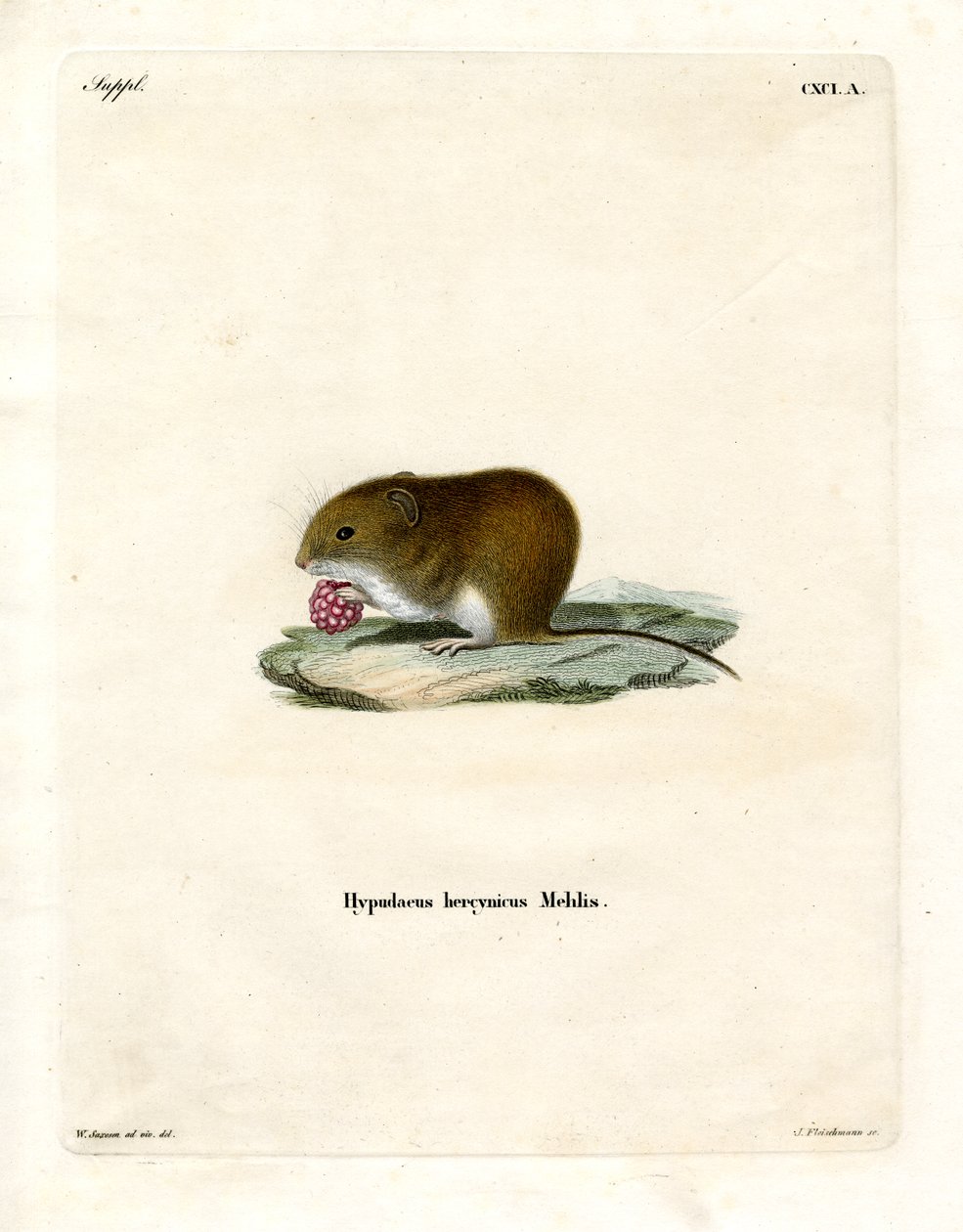Bank Vole (farget gravering) av German School
