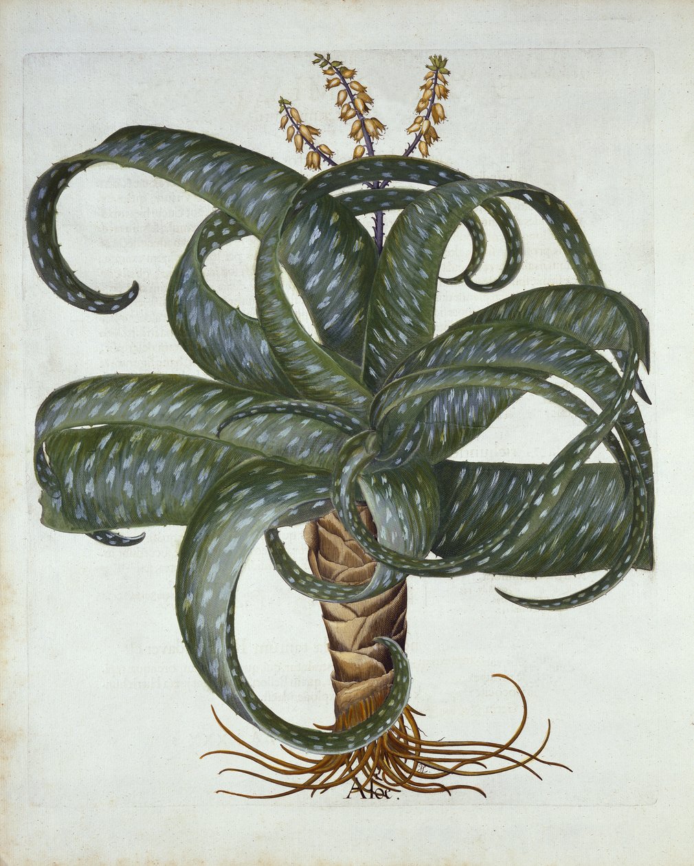 Barbados Aloe, fra Hortus Eystettensis, av Basil Besler (1561-1629) pub. 1613 av German School