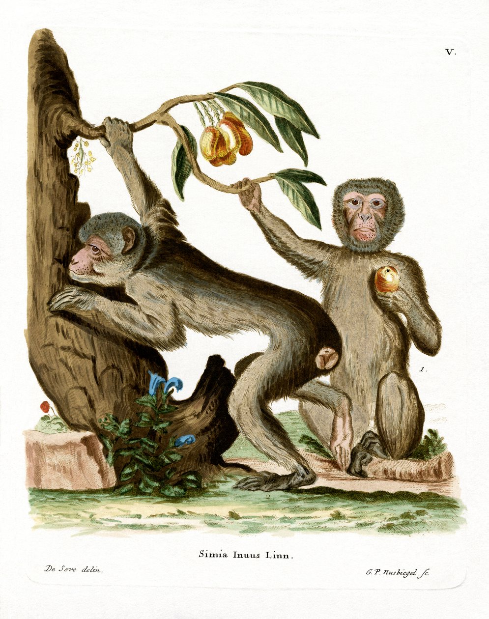 Barbary Ape (farget gravering) av German School